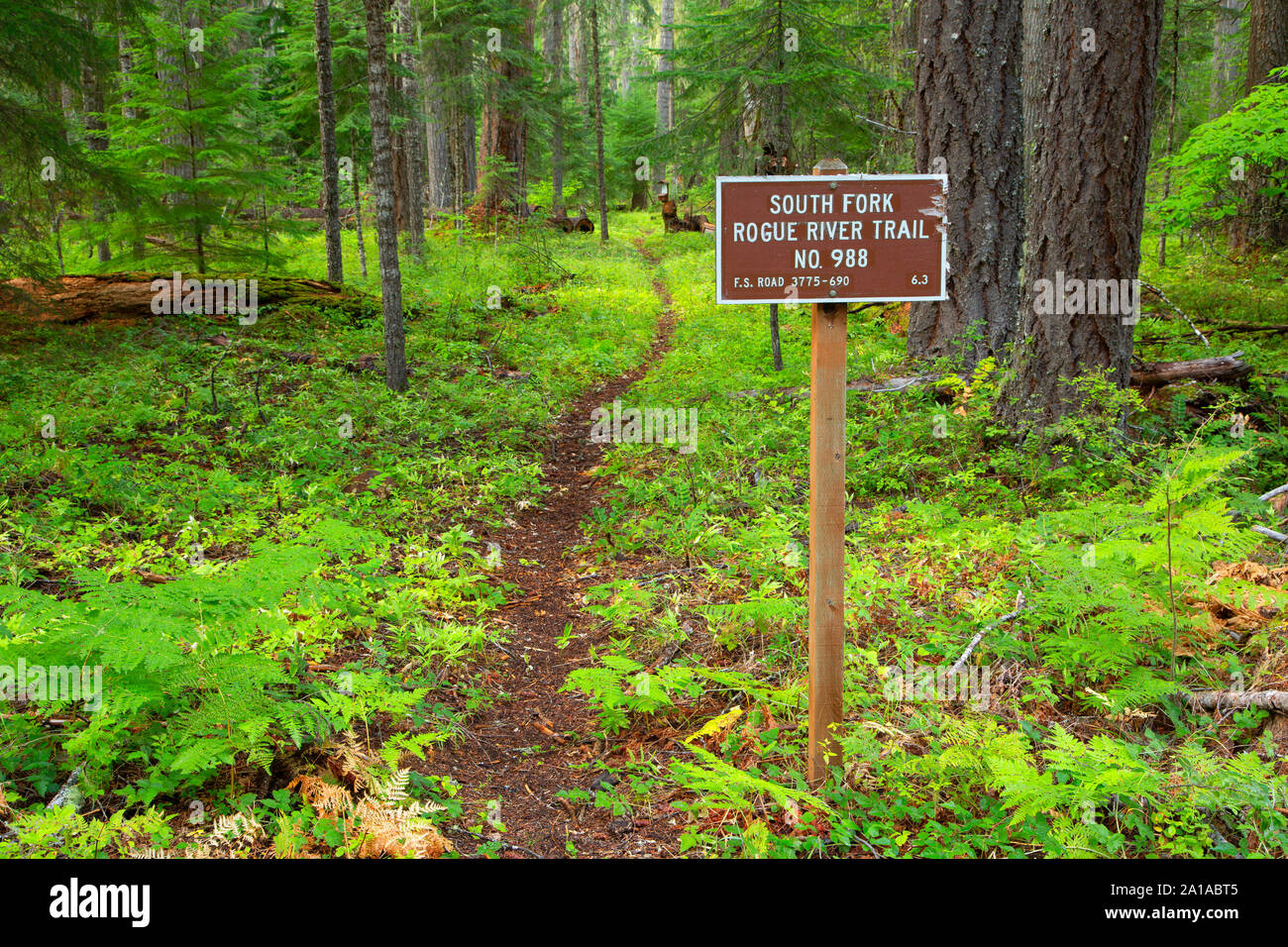 South Fork Rogue River Trail, Rogue River National Forest, Oregon Stockfoto