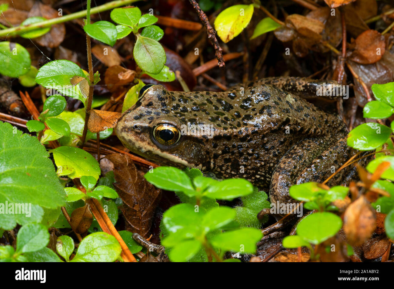 Cascades Frosch (Rana cascadae) entlang der South Fork Rogue River Trail, Rogue River National Forest, Oregon Stockfoto