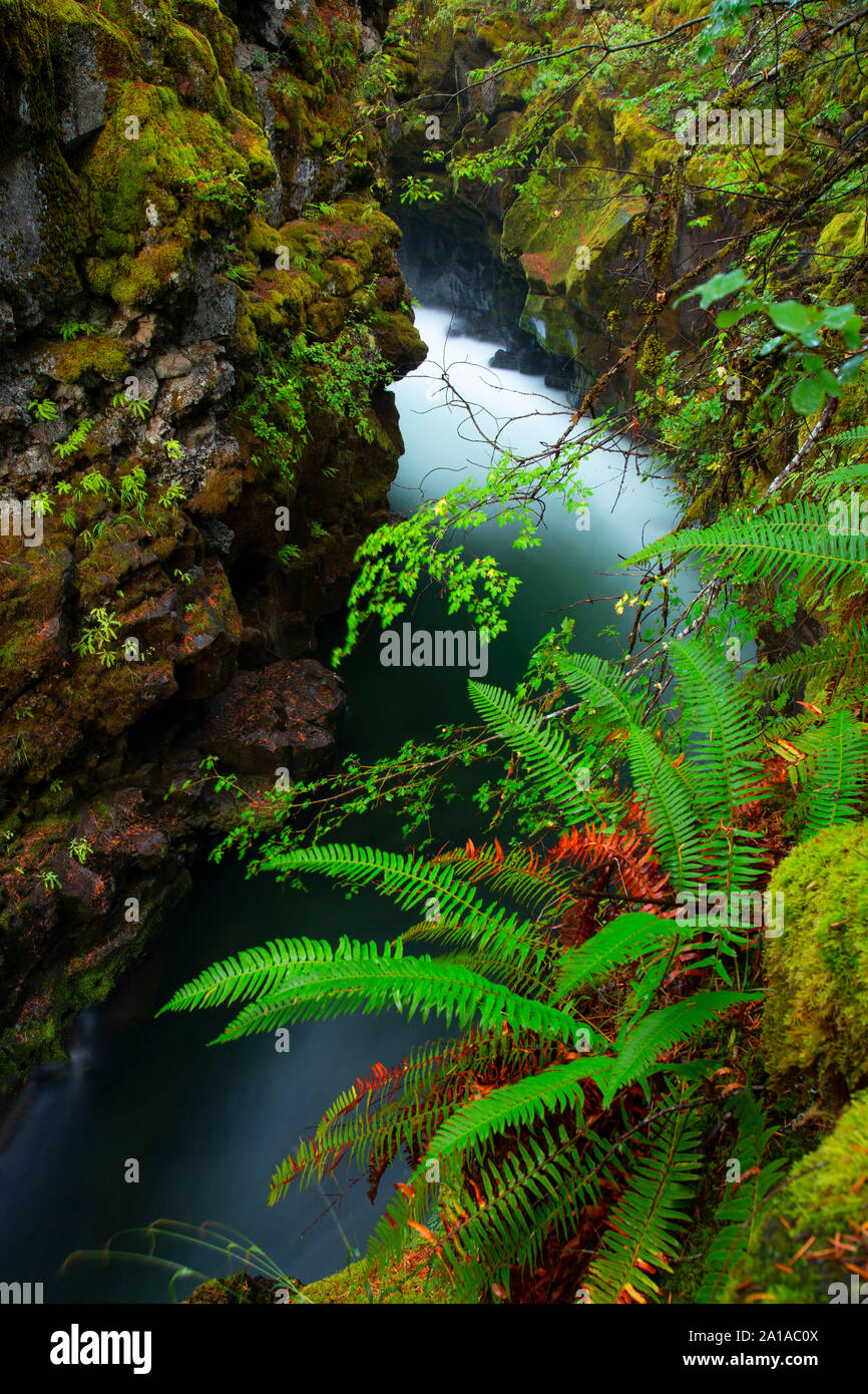Rogue River Gorge, Rogue Wild und Scenic River, Rogue River National Forest, Oregon Stockfoto