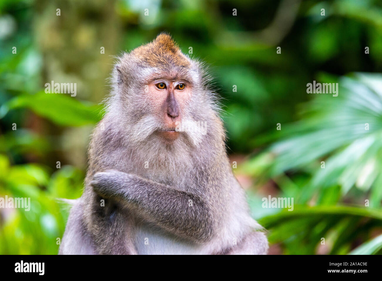 Macaque Affen im Affenwald von Ubud in Bali. Stockfoto