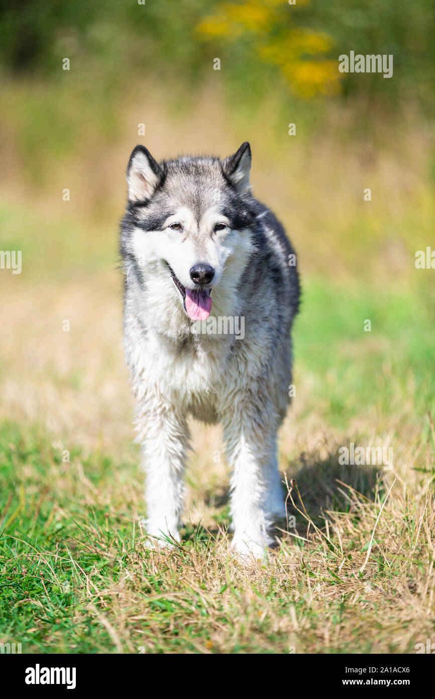 Porträt der schönen Hunderasse Alaskan Malamute Stockfoto