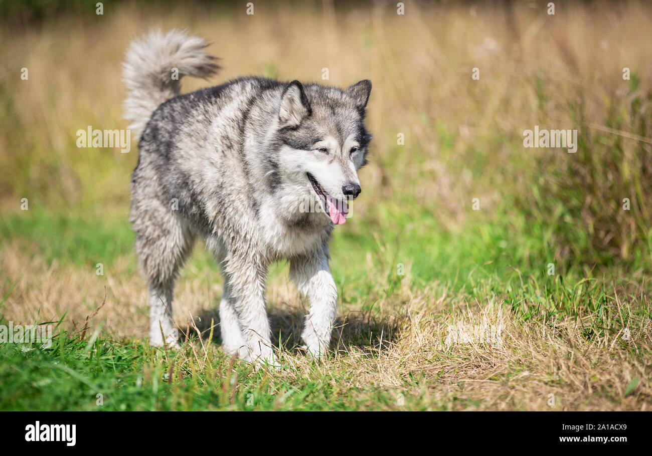 Porträt der schönen Hunderasse Alaskan Malamute Stockfoto