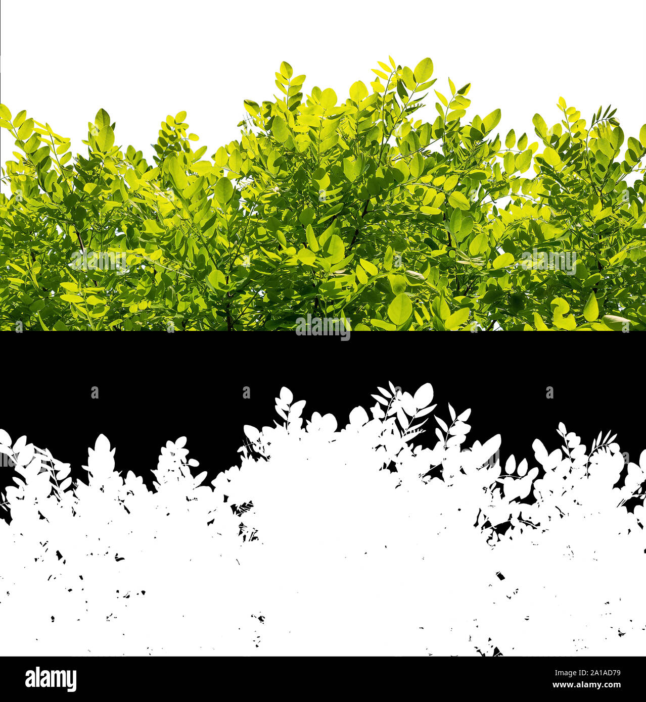 Zweig der Baum mit grünen Blättern mit Freistellungspfaden und Alpha Kanal isoliert Stockfoto