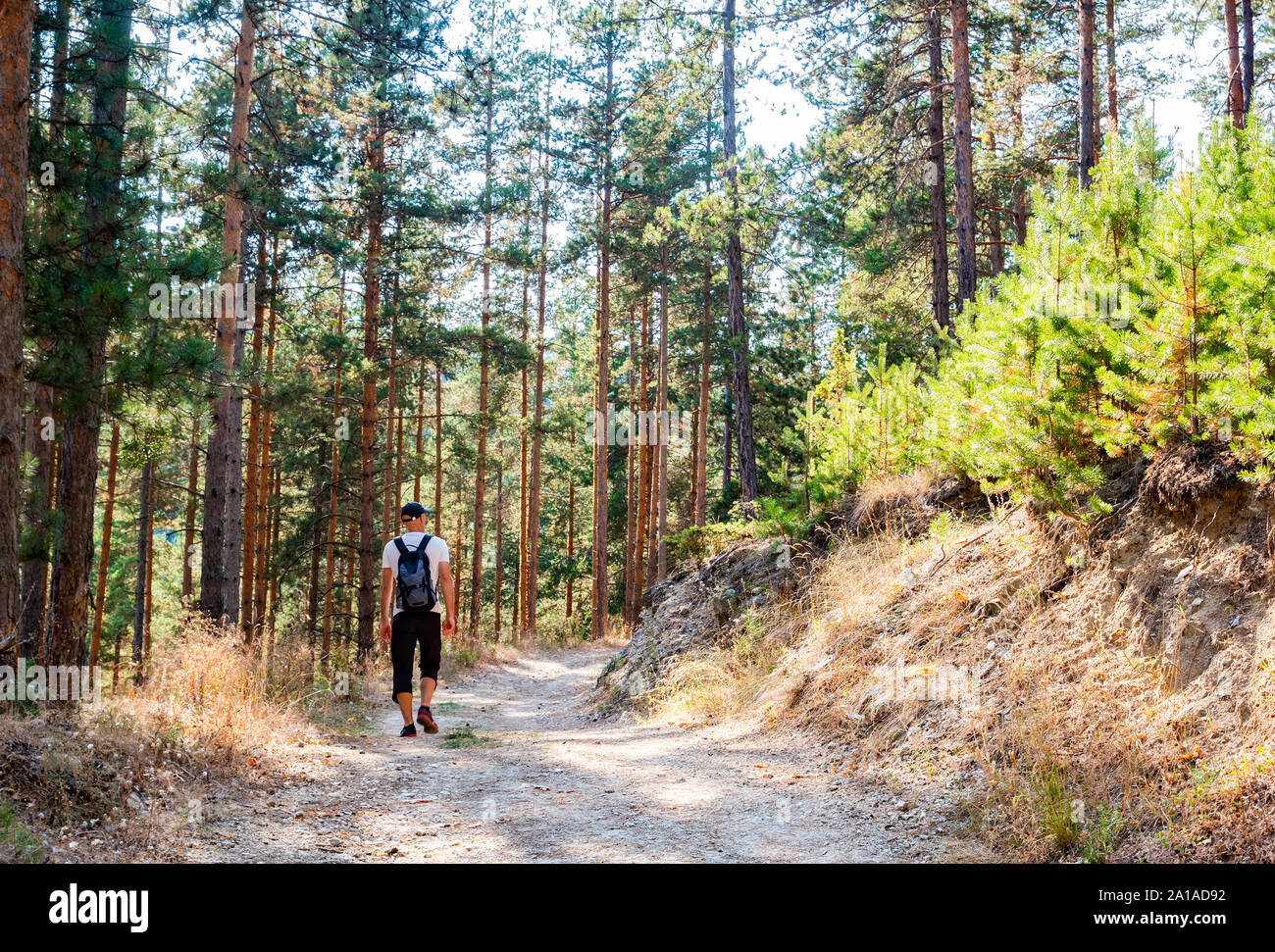 Tourist mit Rucksack zu Fuß entlang des Weges im Wald Stockfoto