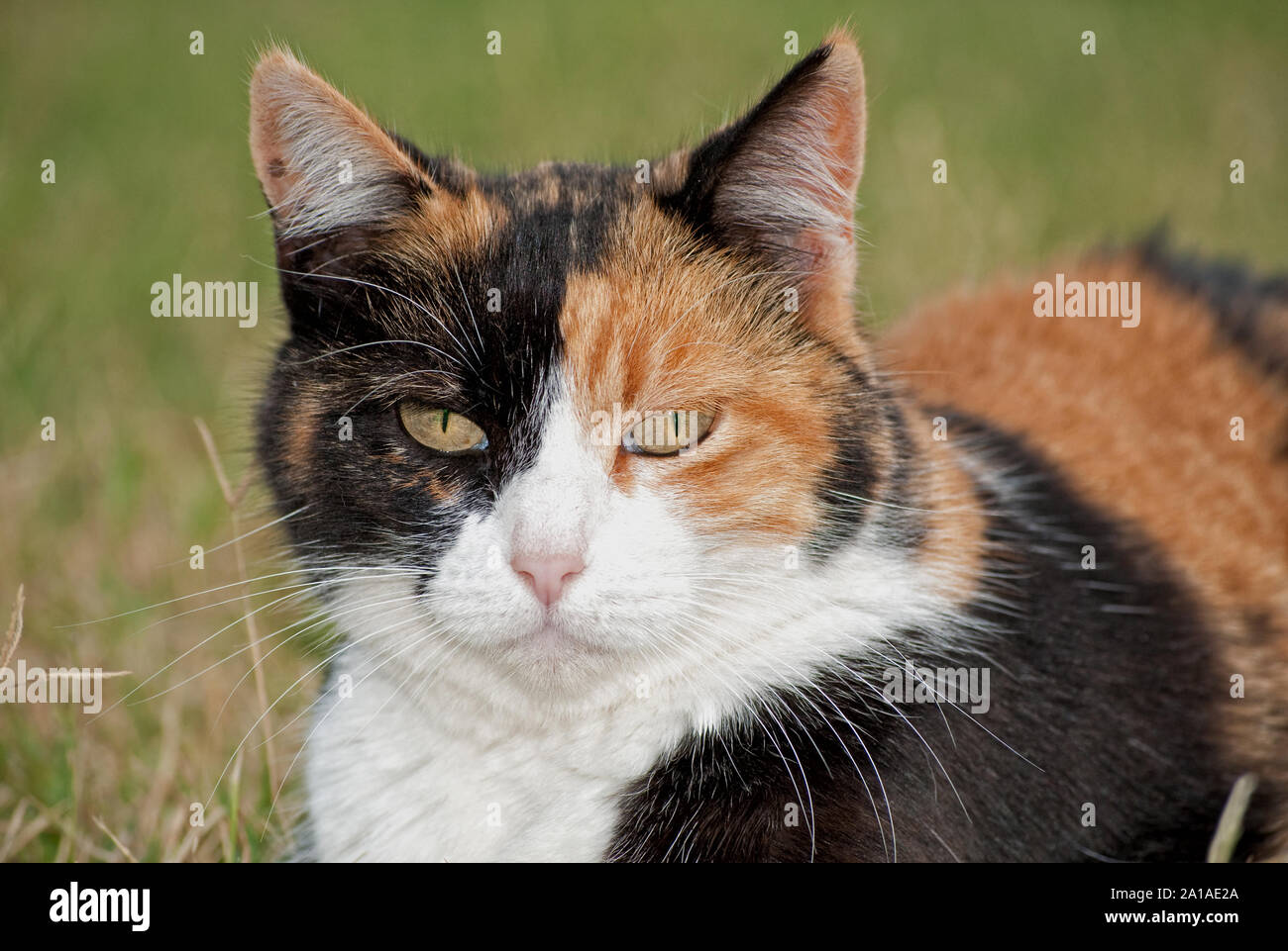 Nahaufnahme einer Calico Cat mit unterschiedlichen Farbe Gesicht Hälften Stockfoto