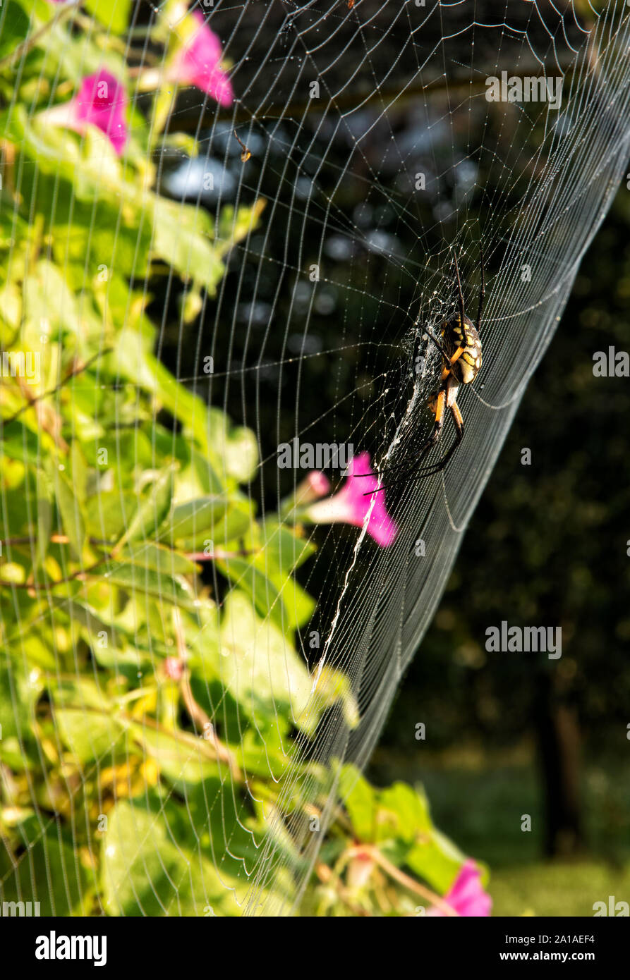 Weibliche Argiope aurantia, Gelb Garten Spinne, in ihrer großen Web in Tau nach einem nebligen Nacht, in der Morgensonne Stockfoto