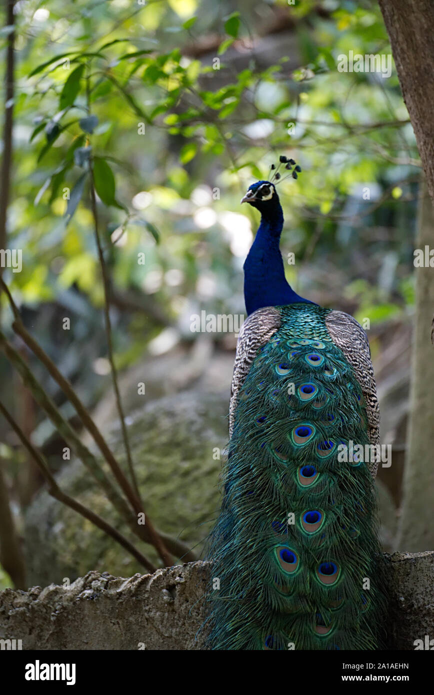 Die Rückseite des Peacock mit dem Kopf in Richtung der Kamera und Federn unten gedreht. Stockfoto
