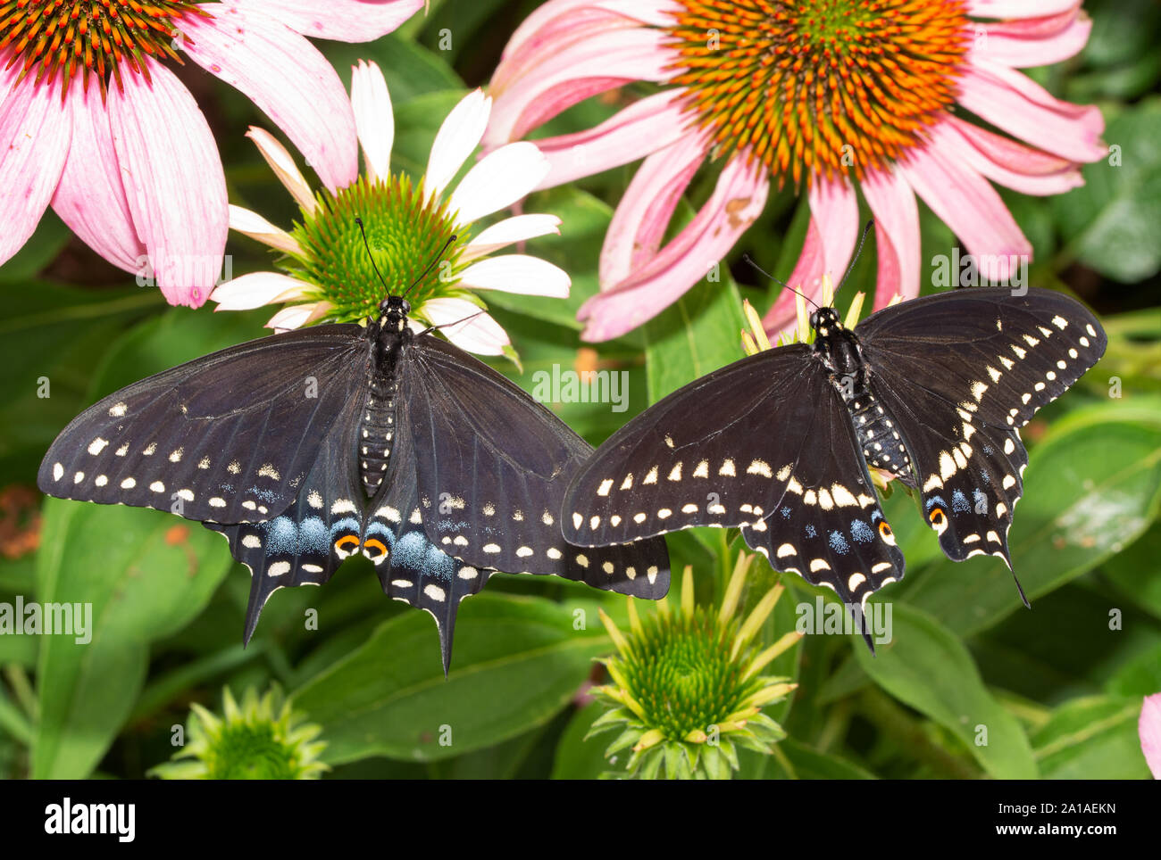 Zwei östlichen Schwalbenschwanz Schmetterlinge thront auf lila Coneflowers; eine Frau auf der Linken und ein Männchen auf der rechten Seite Stockfoto