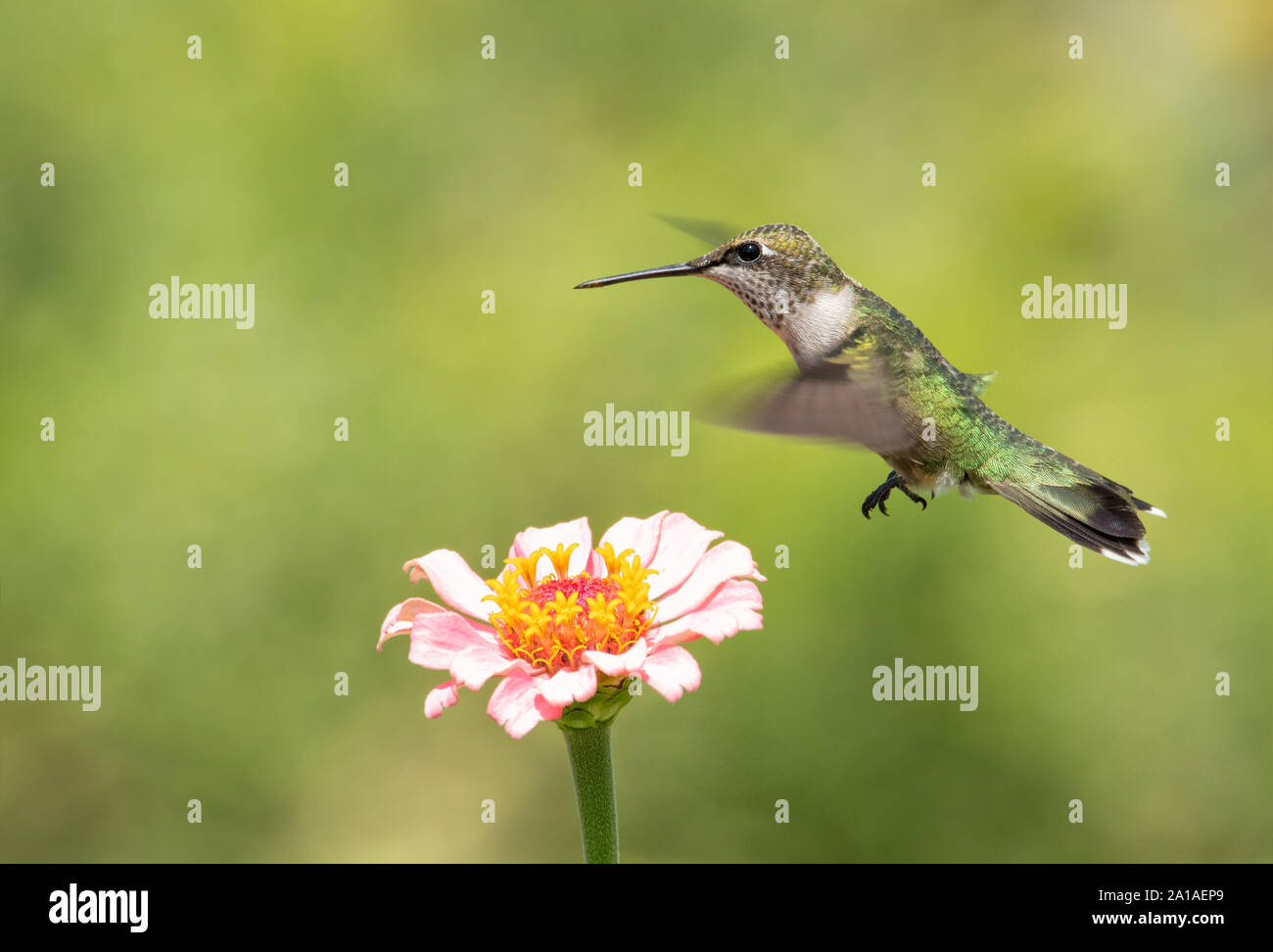 Junge männliche Hummingbird schwebt über einem rosa Zinnia Blume im sonnigen Sommer Garten Stockfoto