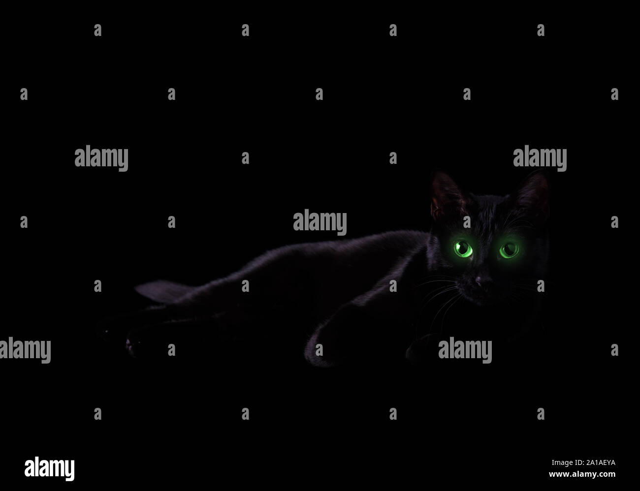 Schwarze Katze im Schatten mit glühenden Augen in Grün; Blick auf den Betrachter. Kopieren Sie Speicherplatz auf der Oberseite für Ihre gruselige Botschaft. Stockfoto