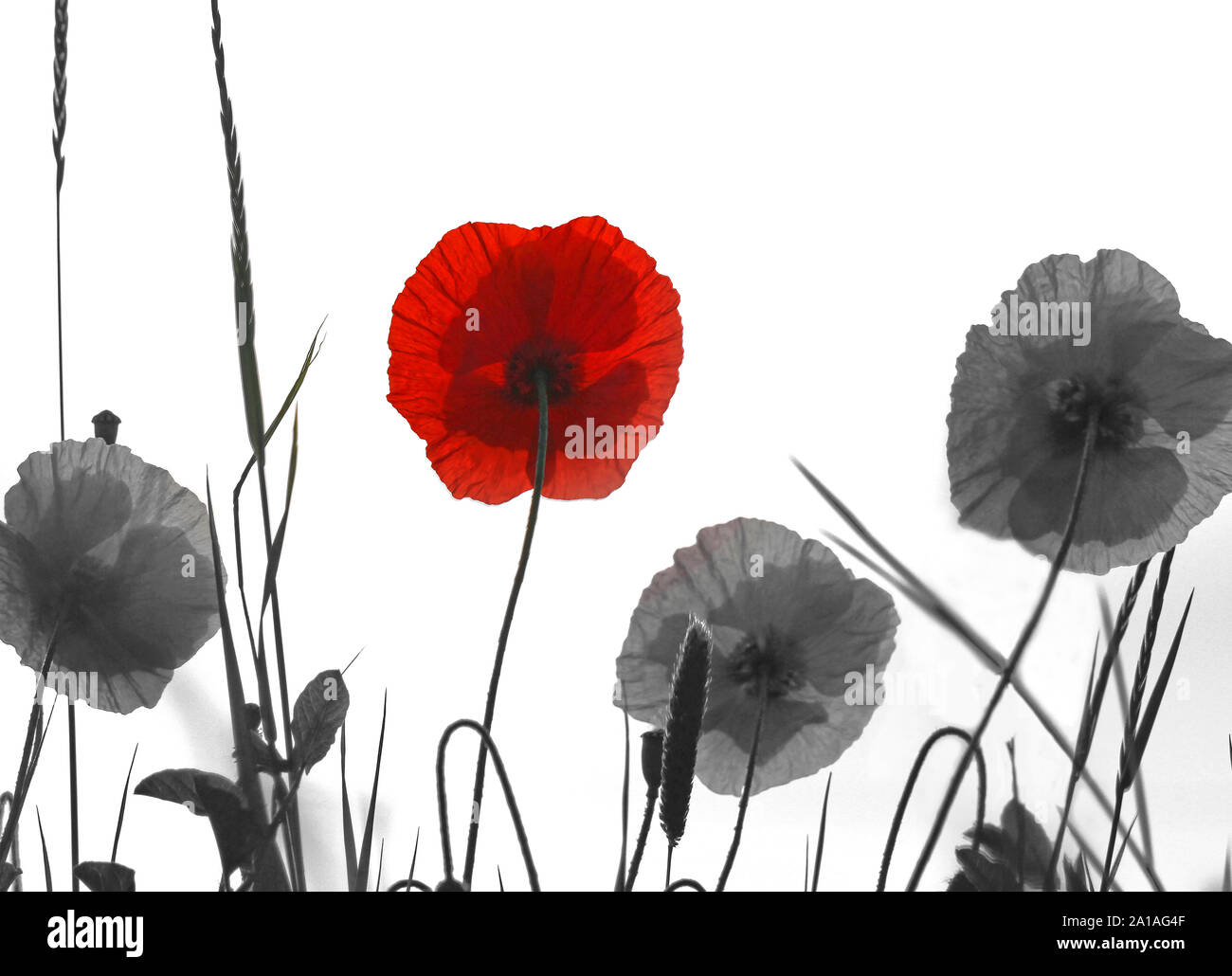 Rote und schwarze und weiße Mohnblumen Latin Papaver rhoeas mit dem Licht hinter in Italien im Frühling eine Erinnerung Blume für Krieg tot und Veteranen Stockfoto