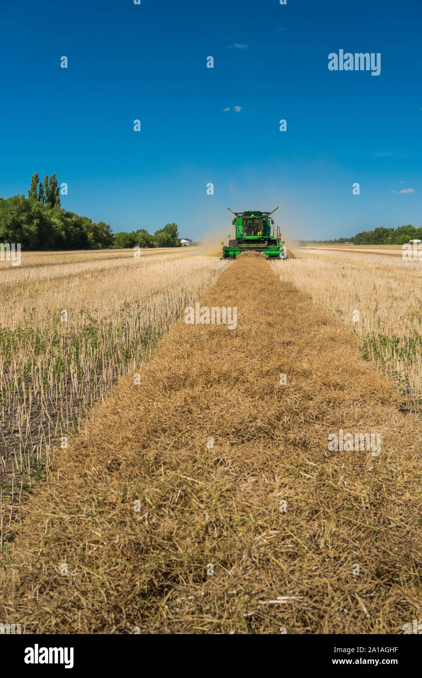 Raps Ernte auf dem Froese Farm in der Nähe von Winkler, Manitoba, Kanada. Stockfoto