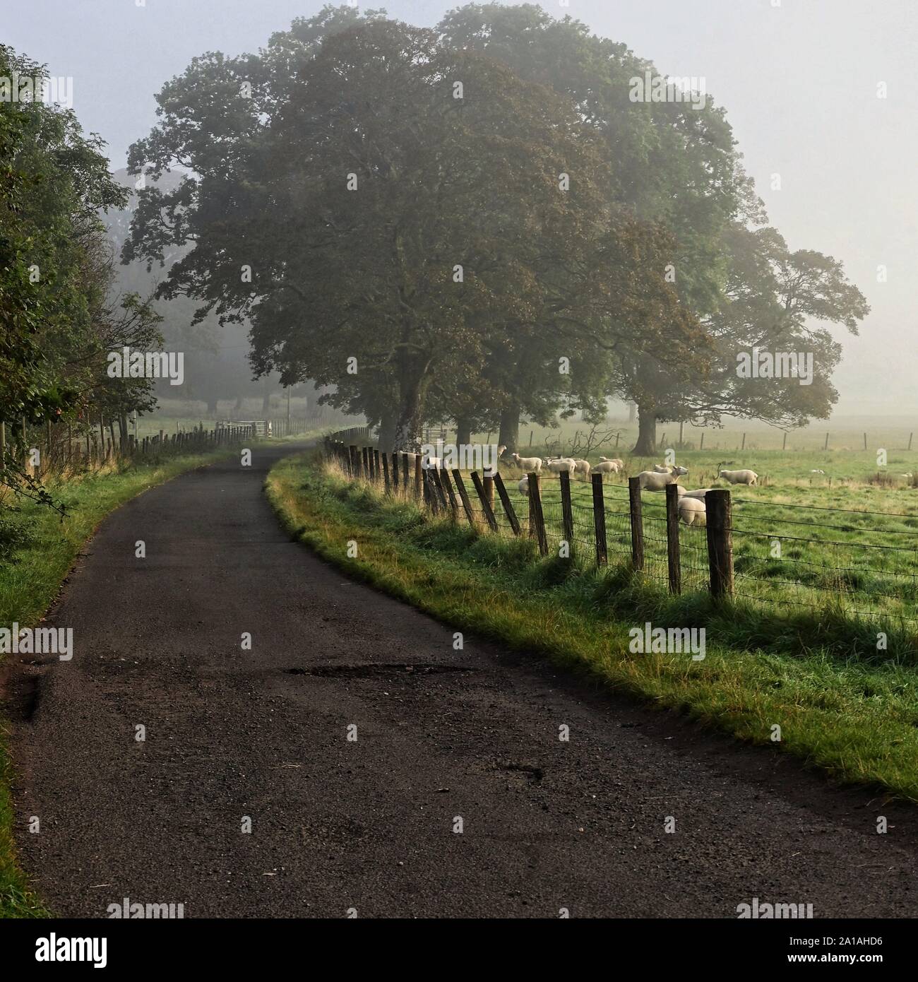 Misty Morning in der Scottish Country Stockfoto