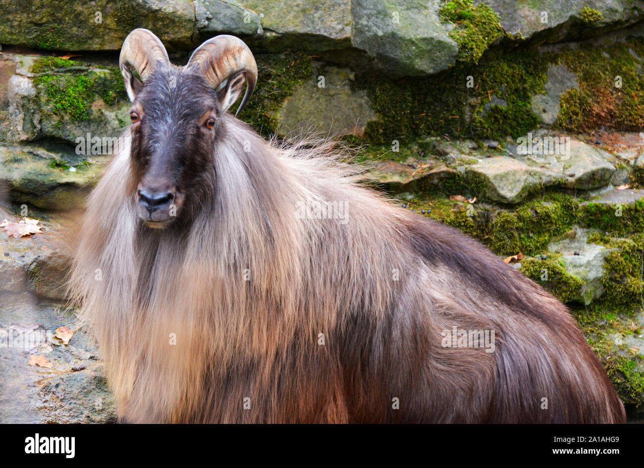 Porträt einer Himalaya tahr Stockfoto