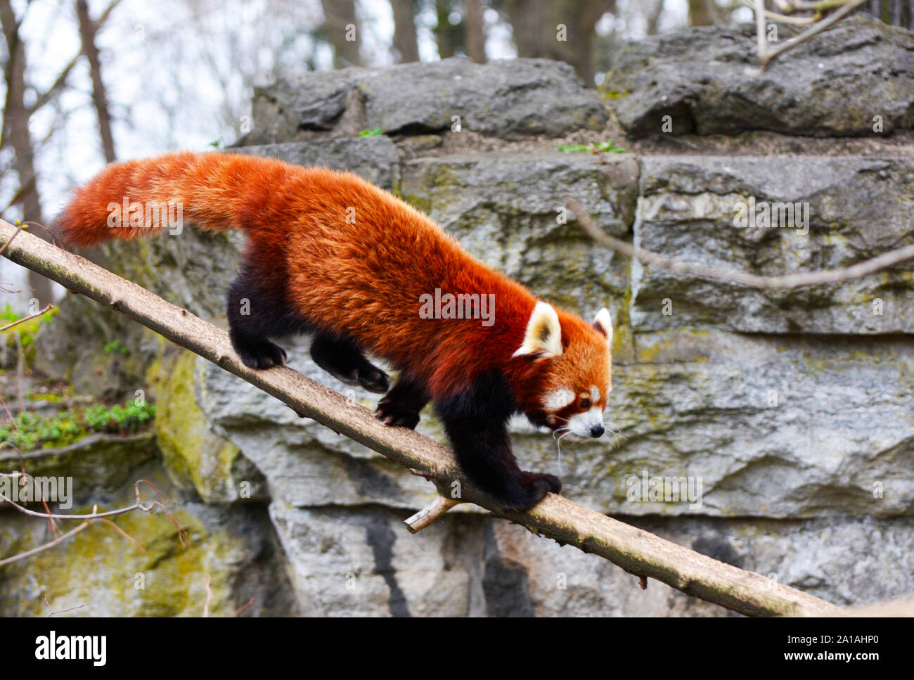 Ein Roter Panda entlang eine Zweig der Baumstruktur Stockfoto