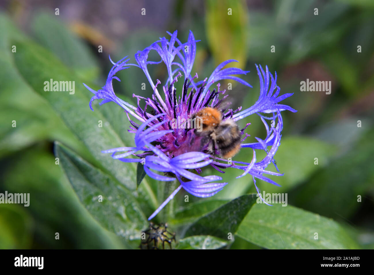 Blume Staub Pflanze Stockfotos und -bilder Kaufen - Alamy
