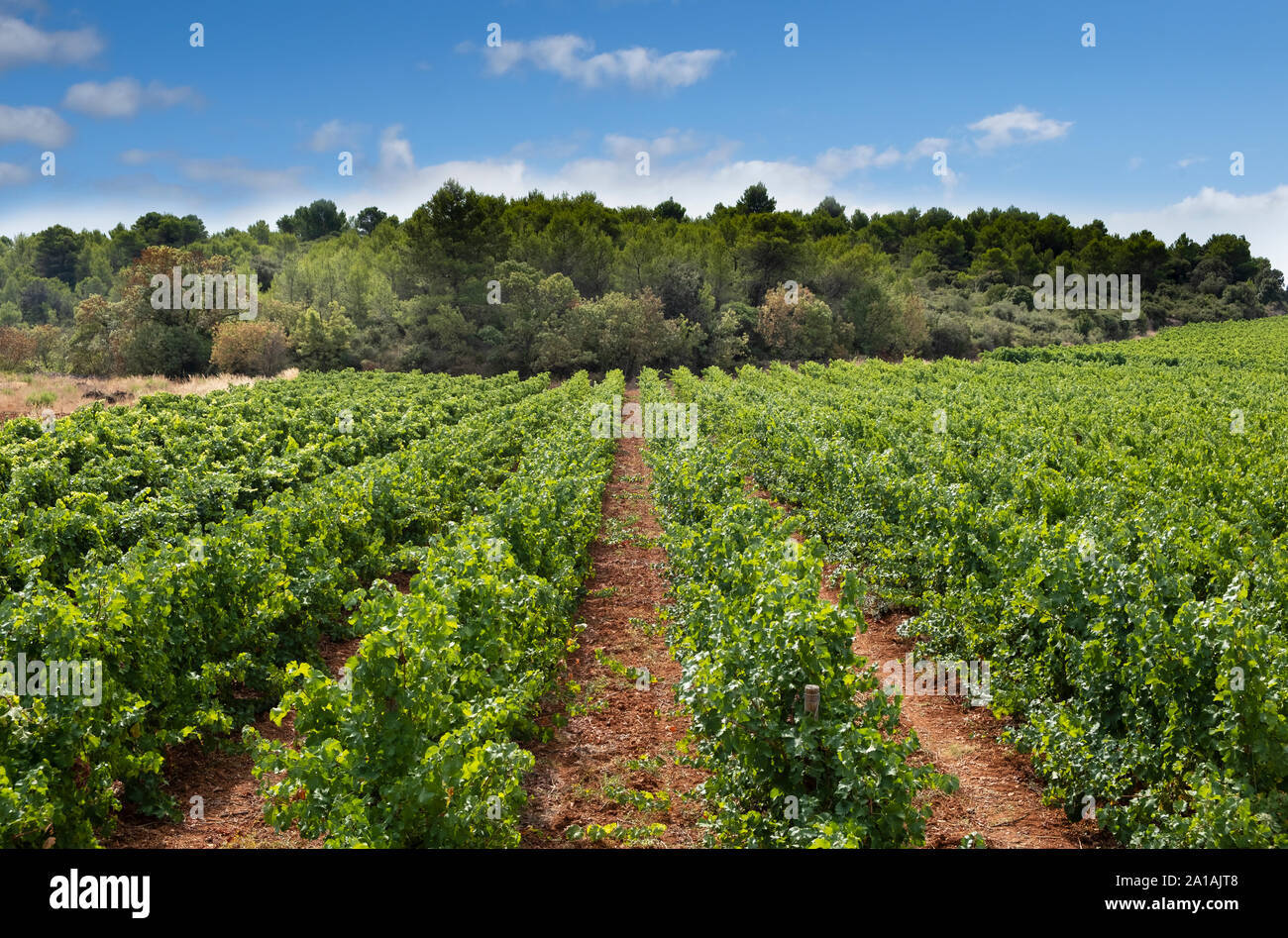 Weinberg mit Trauben, Pinot noir wächst in der Region Languedoc in Frankreich, mit charakteristischen roten Boden Stockfoto