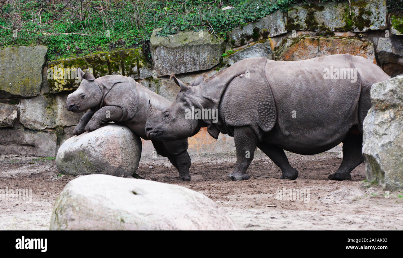 Ein Baby rhino versucht, einen Felsen zu klettern, während die Mutter ihn sehen Stockfoto