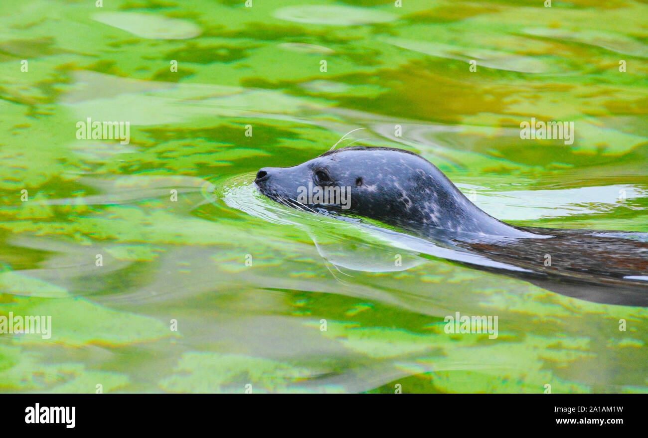 Ein Siegel, das Schwimmen im Meer Stockfoto