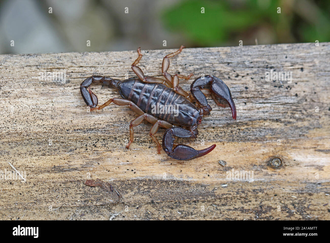 Nahaufnahme von Scorpion Mitglied der ARACHNID Klasse von Tieren zu einer Spinne auf einen Holzbalken im Frühling in Italien Stockfoto