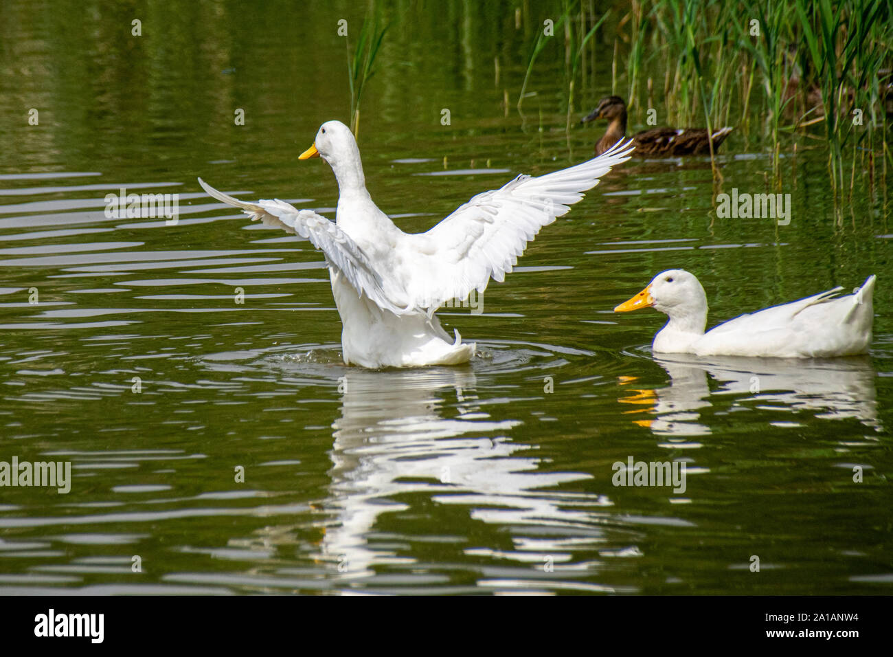 Weißen Pekingenten flattern und Stretching Flügel Stockfoto