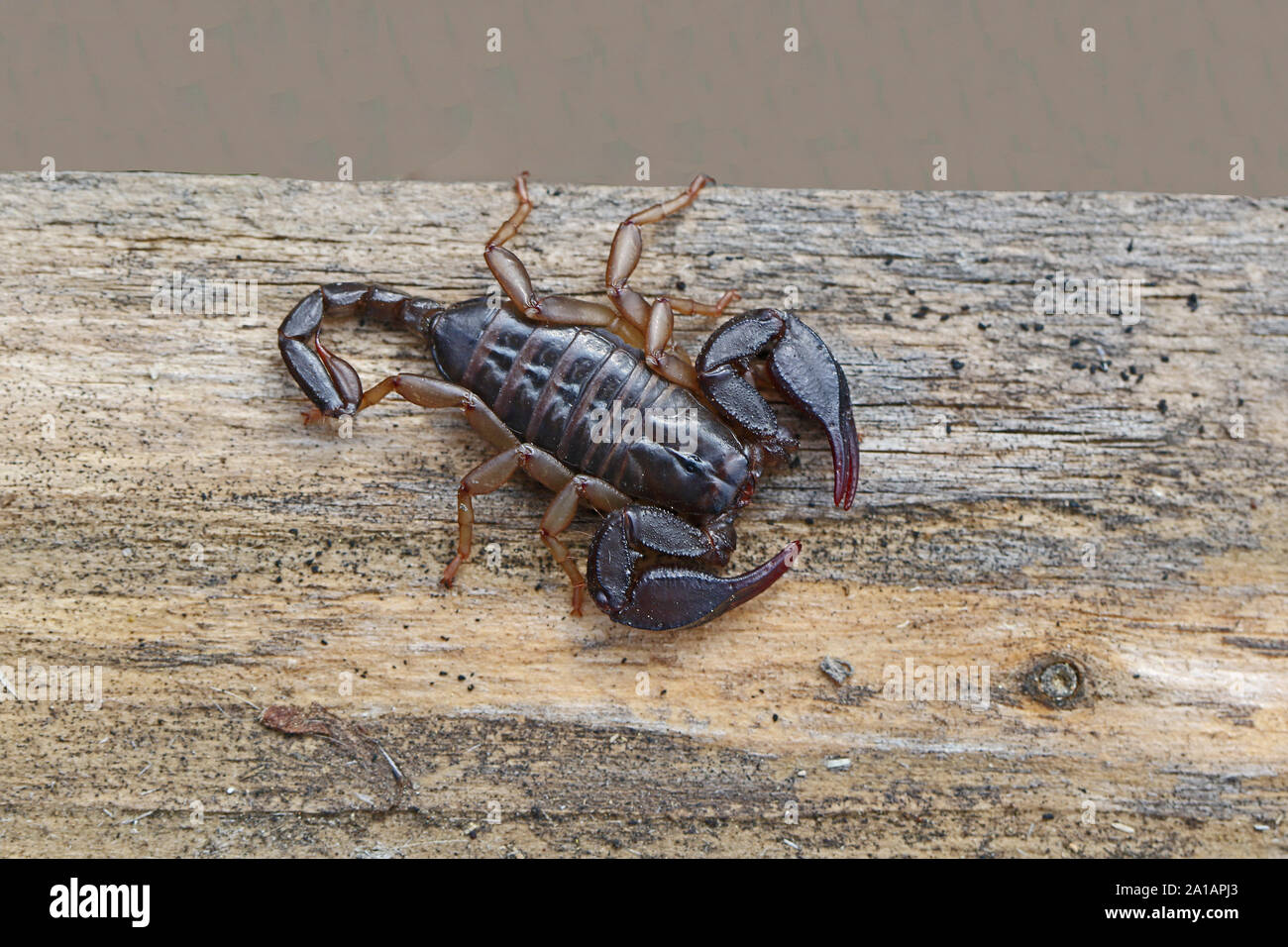 Nahaufnahme von Scorpion Mitglied der ARACHNID Klasse von Tieren zu einer Spinne auf einen Holzbalken im Frühling in Italien Stockfoto