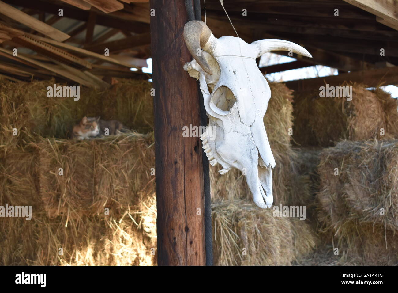 Tag in der Ranch Leben Stockfoto