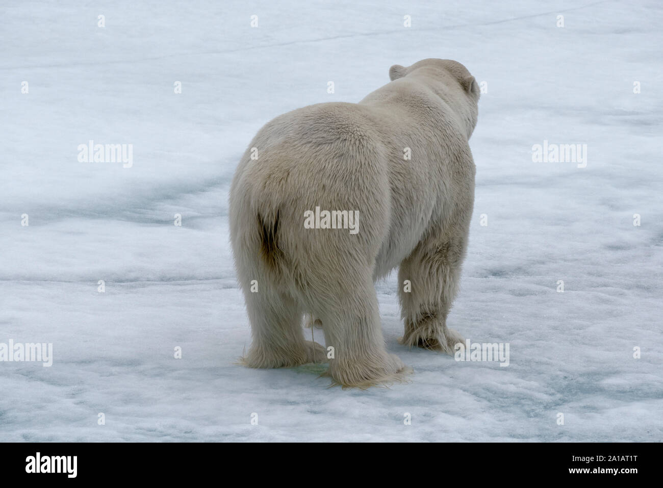 Eisbär (Ursus maritimus) e auf Eisscholle, Rückansicht, nördliche Packeisgrenze, Svalbard, Norwegen. Eisbär auf Packeis, Svalbard, Norwegen Stockfoto