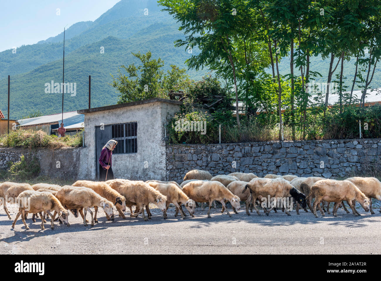 Frau mit ihrem Herde von Schafen im Dorf von Boge in den Albanischen Alpen, Nordalbanien. Stockfoto