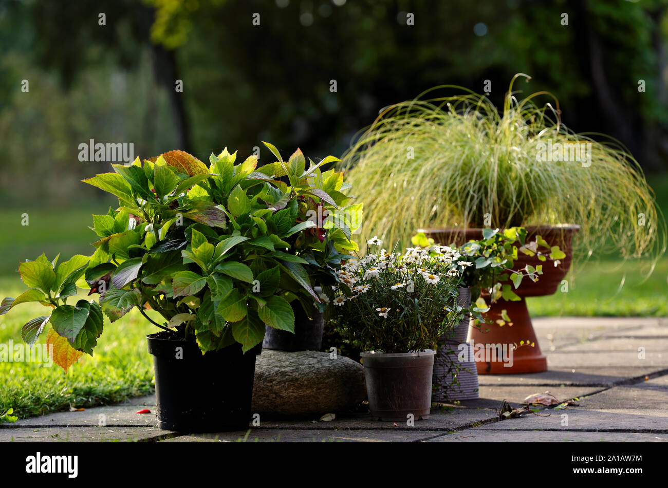 Eine Gruppe von sommerblumen Fading wenig durch wenig, wenn der Herbst kommt. Blühende ist vorbei. Stockfoto