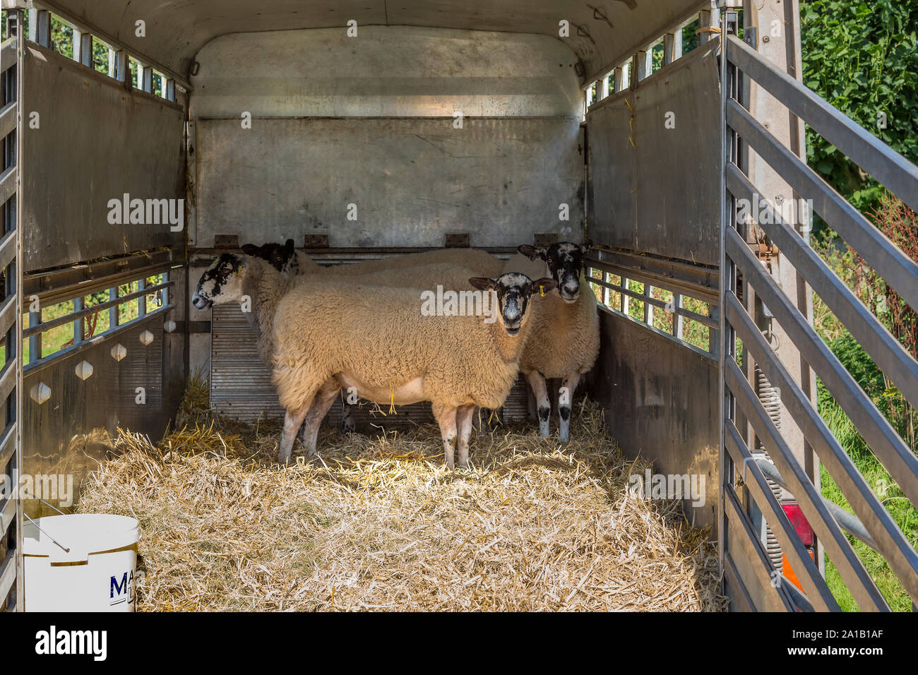 Inländische Schaf stehend in einem Anhänger mit der Heckklappe öffnen. Stockfoto