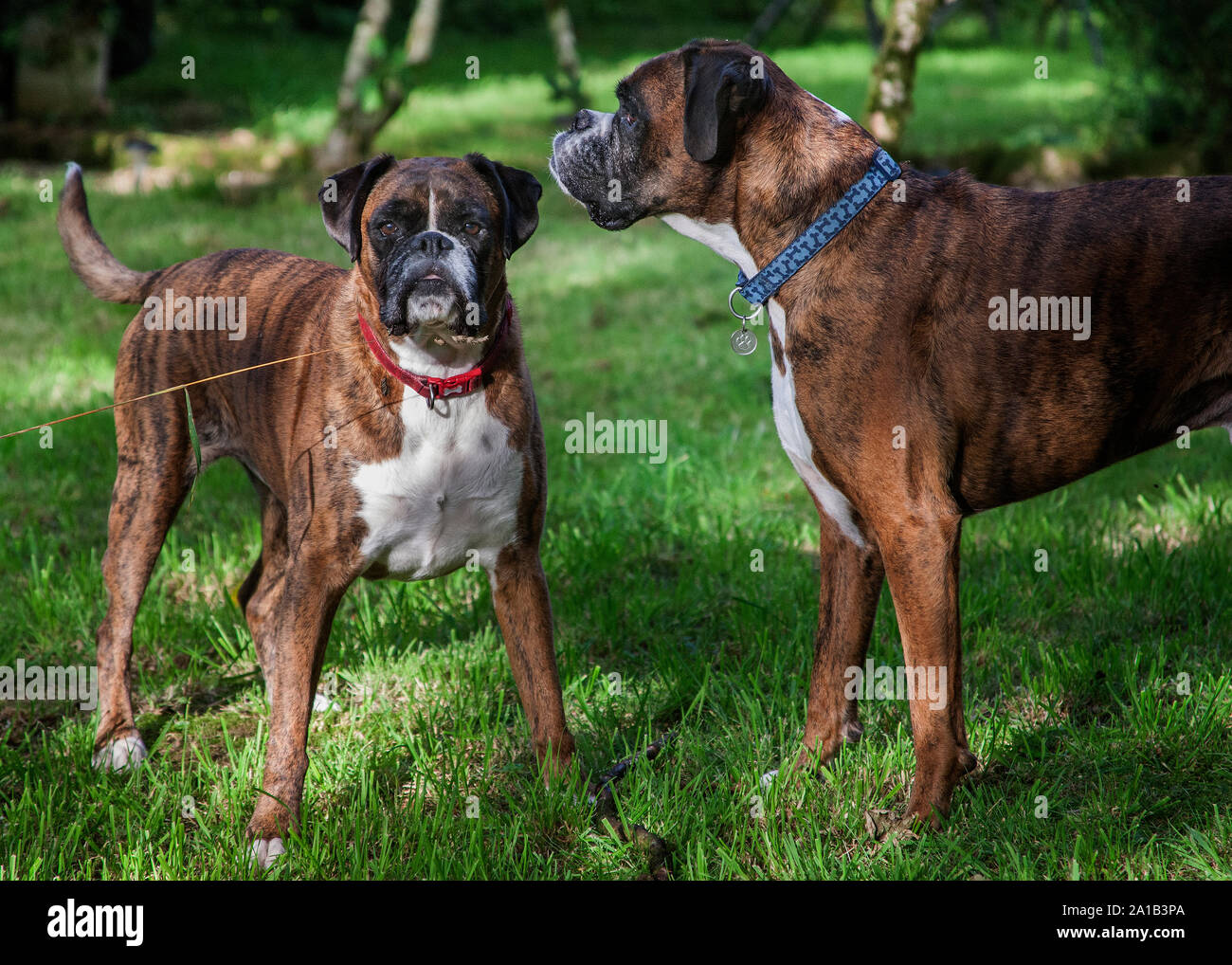 Boxer Hunde spielen Stockfotografie - Alamy
