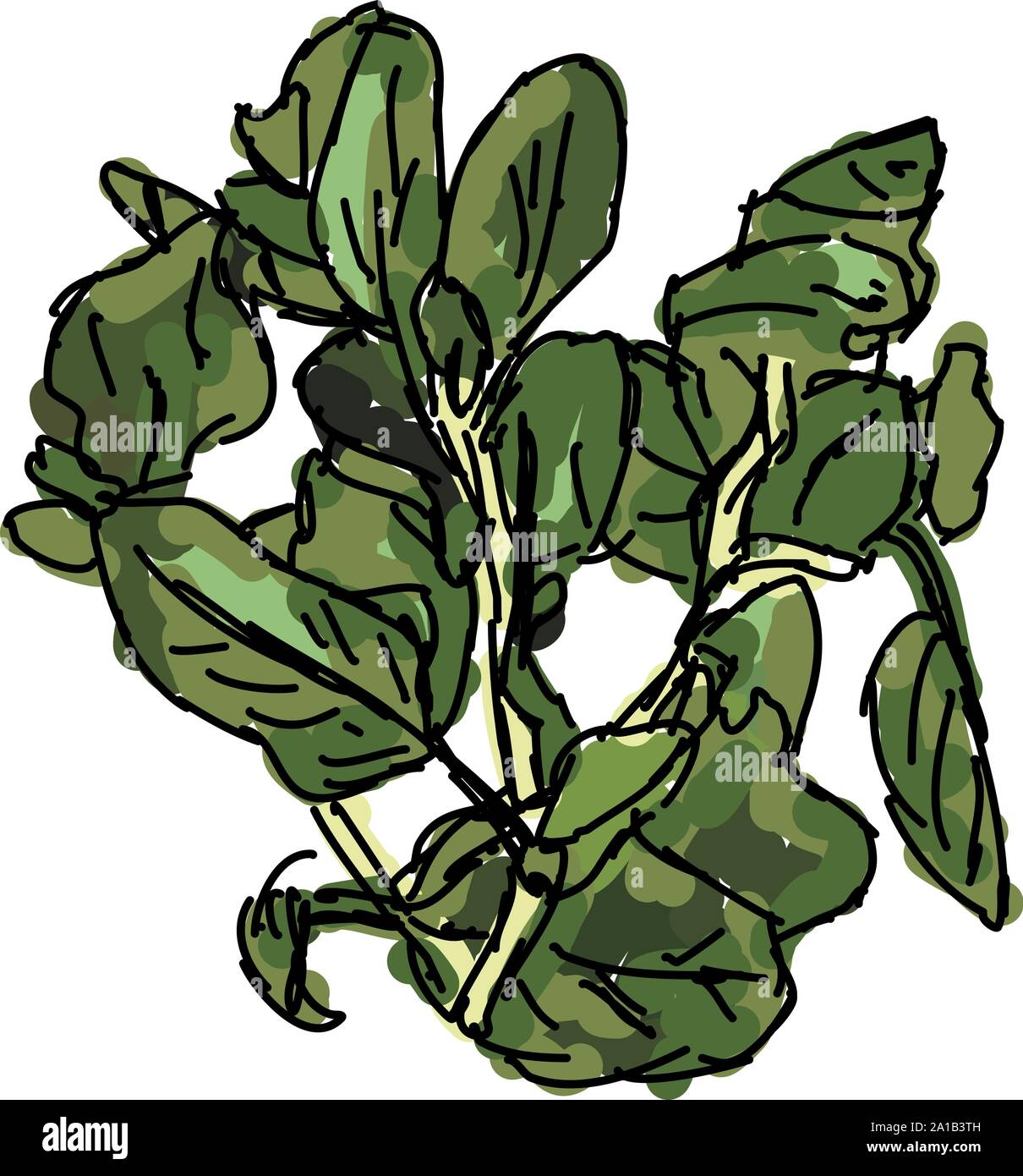 Frischer Oregano, Illustration, Vektor auf weißem Hintergrund. Stock Vektor