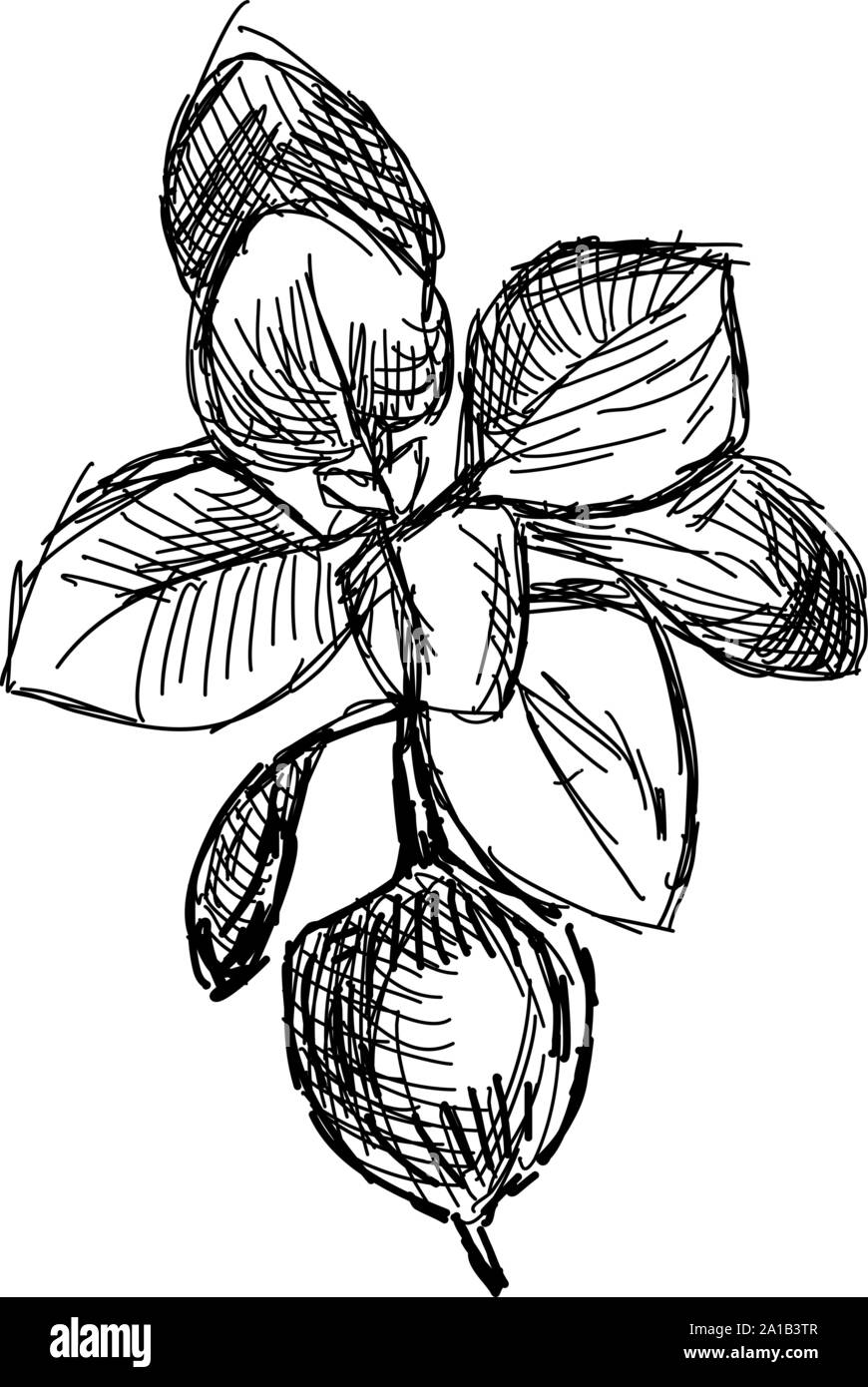 Oregano, Zeichnung, Illustration, Vektor auf weißem Hintergrund. Stock Vektor