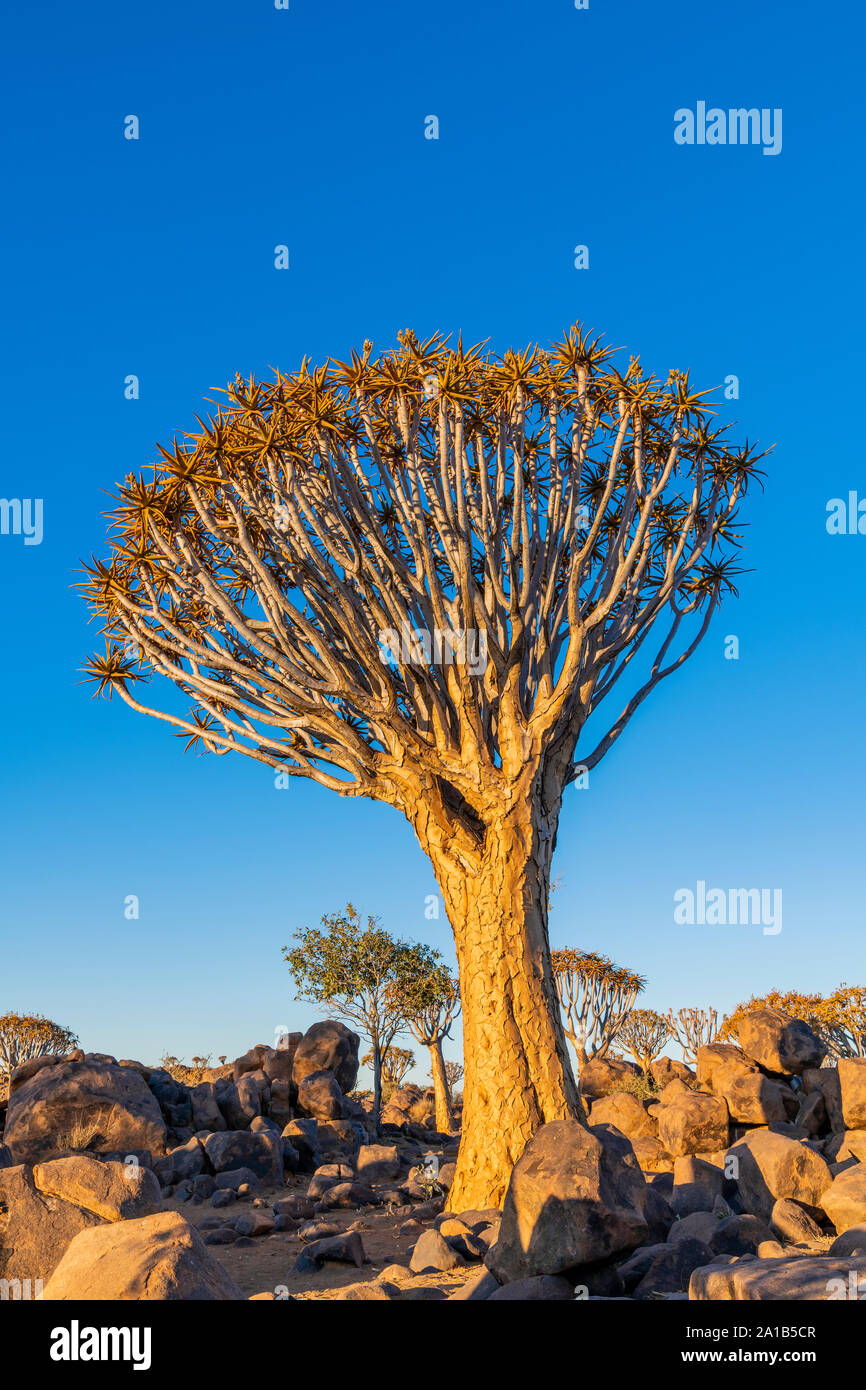 Der Köcherbaum oder Aloidendron dichotomum, Köcherbaumwald, Keetmanshoop, Namibia Stockfoto