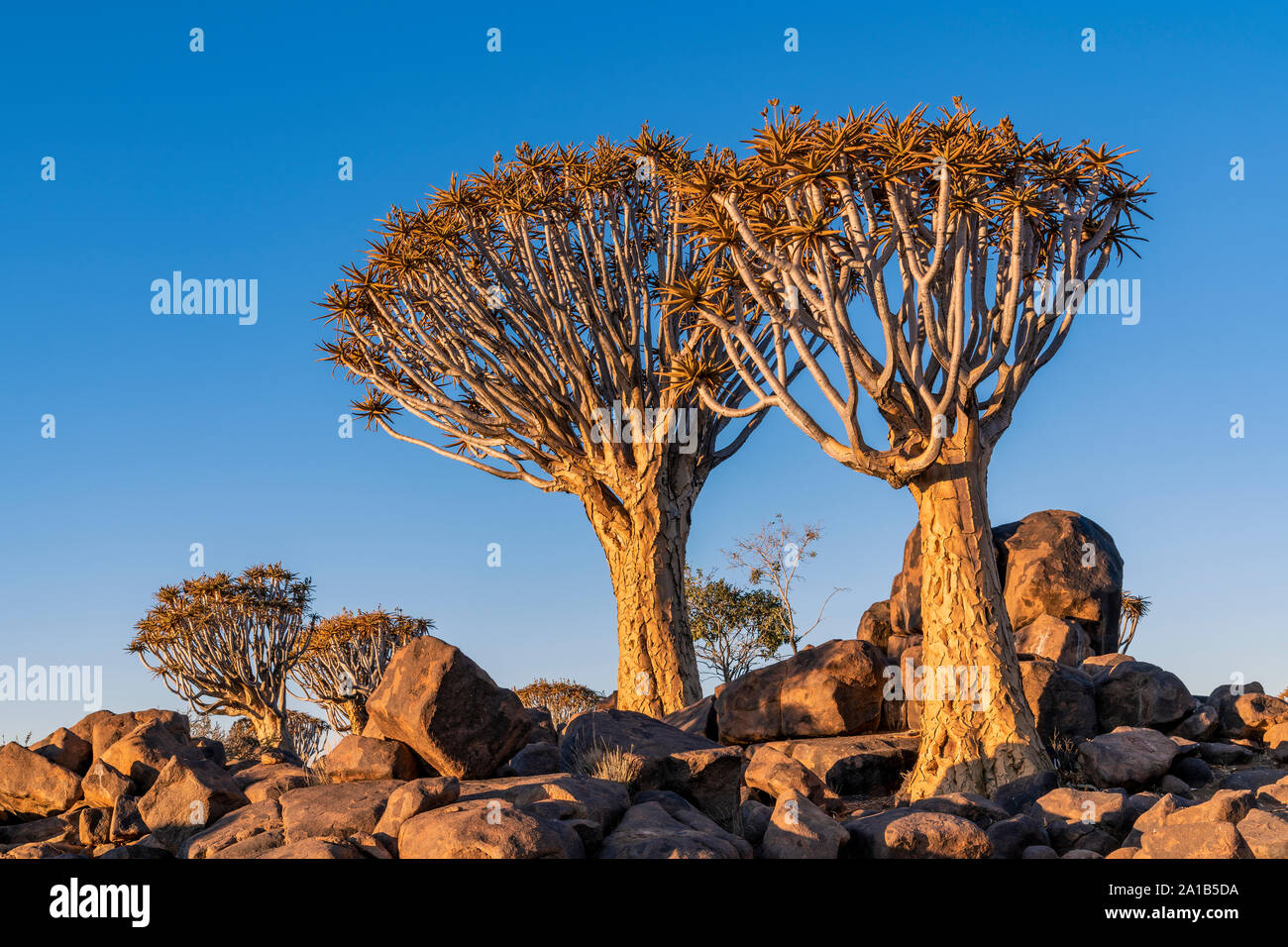 Der Köcherbaum oder Aloidendron dichotomum, Köcherbaumwald, Keetmanshoop, Namibia Stockfoto