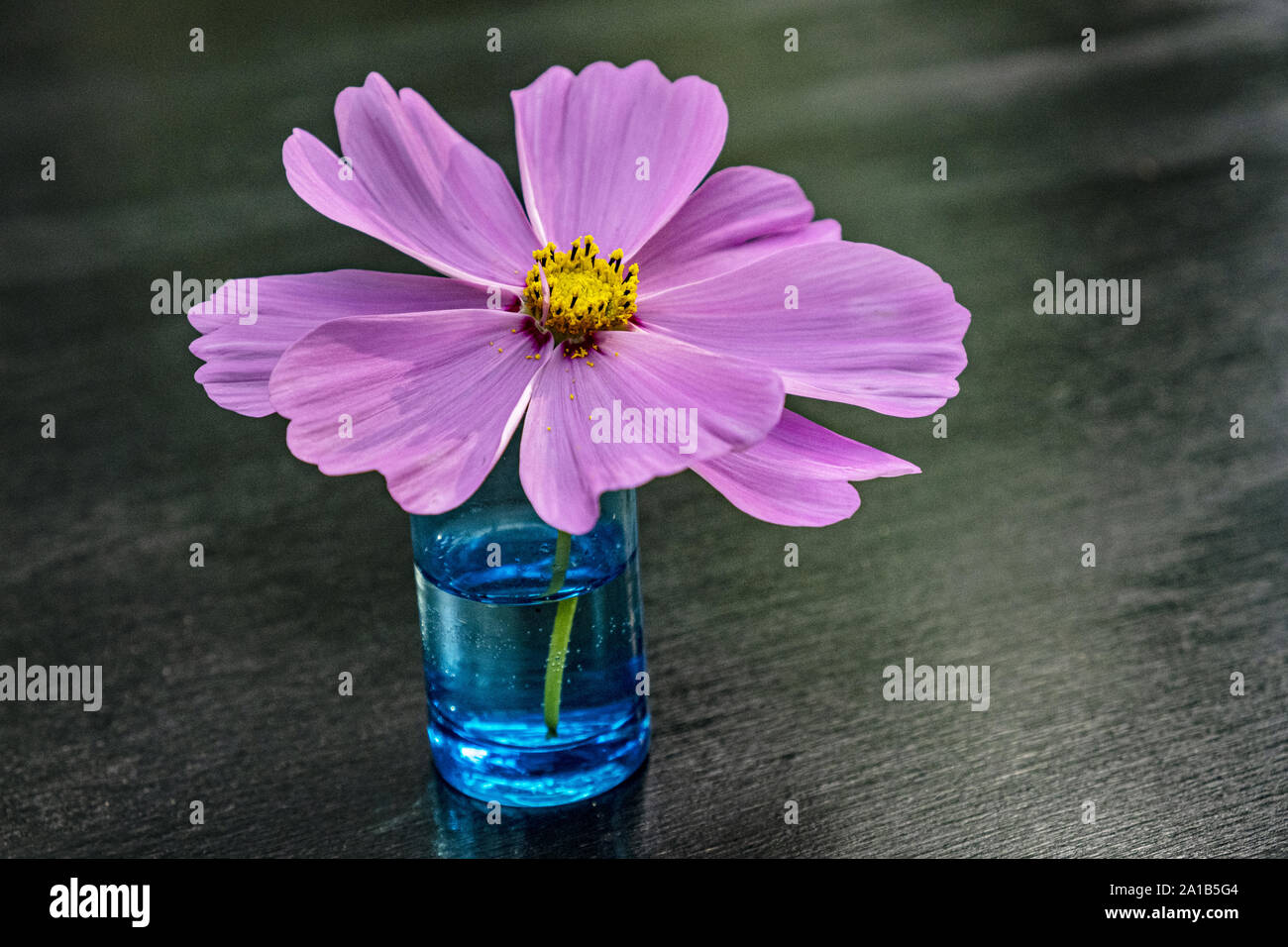 Rosa Kosmos Blume in shot Glas Stockfoto