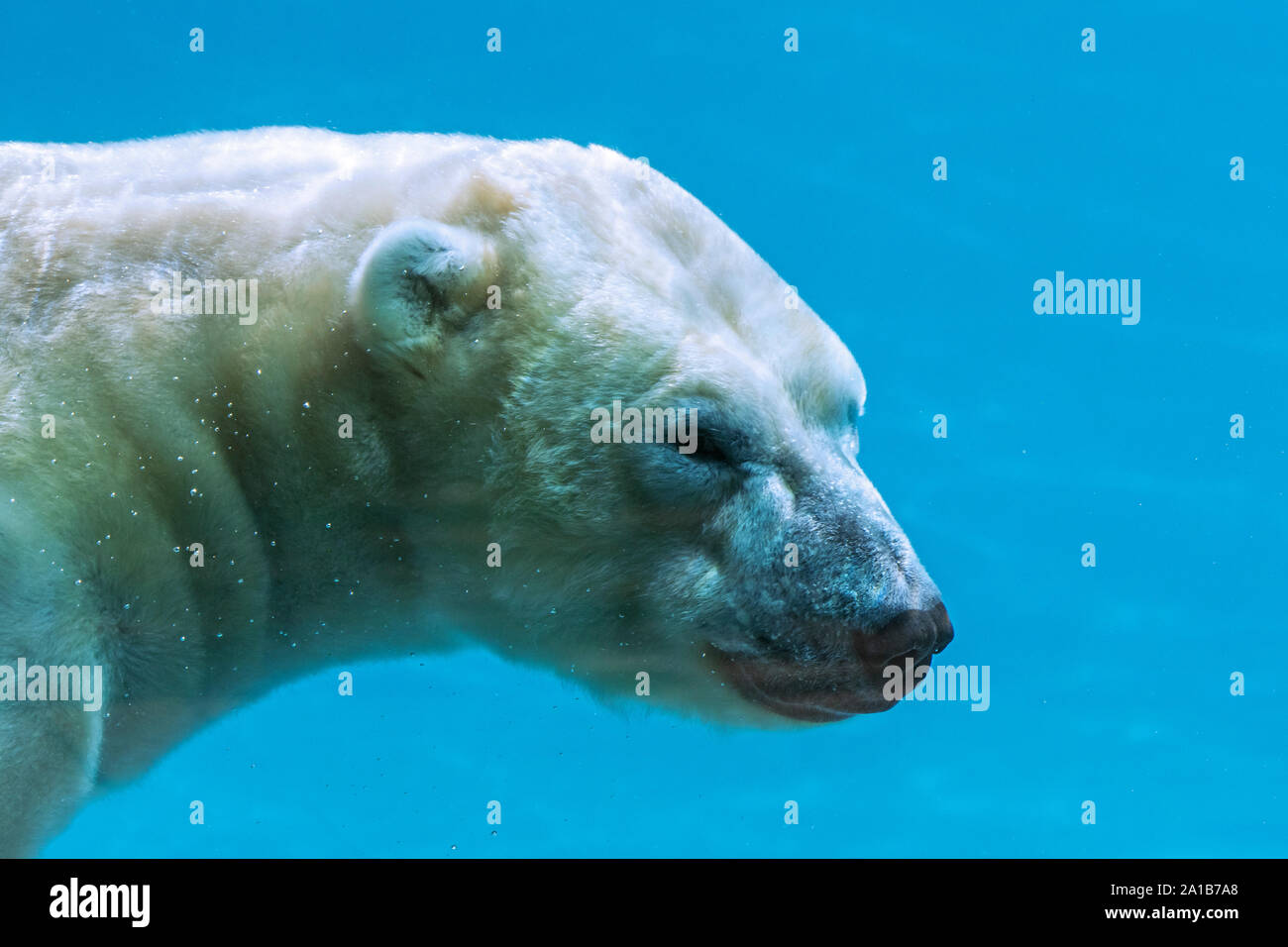 Nahaufnahme der Eisbär (Ursus maritimus/Thalarctos maritimus) Schwimmen unter Wasser Stockfoto
