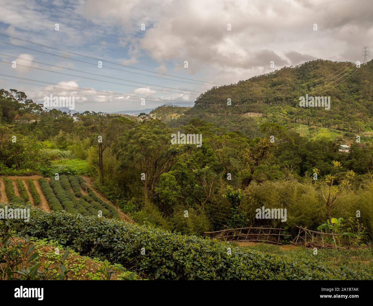 Ansicht für die Tee-Plantage auf den Hügeln von Maokong in Taiwan Stockfoto