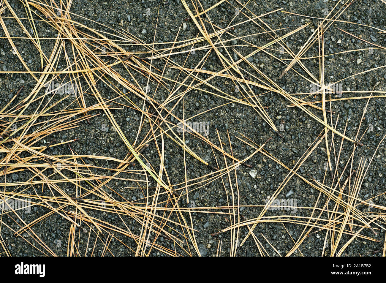 Lange braune Nadeln liegen auf dunklen Asphalt Stockfoto