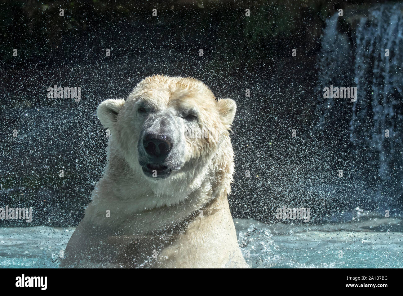 Eisbär (Ursus maritimus/Thalarctos maritimus) Schwimmen und Trocknen durch Schütteln den Kopf schüttelte Wassertröpfchen in Zoo Stockfoto