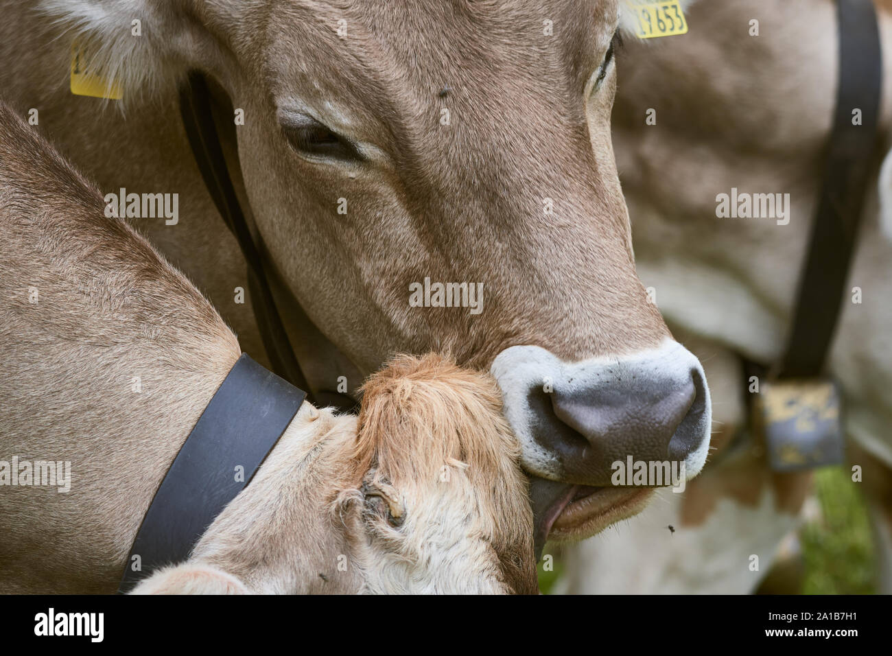 Braun Kuh leckt und reinigt eine andere Kuh auf einer Wiese in den Bayerischen Alpen. Stockfoto