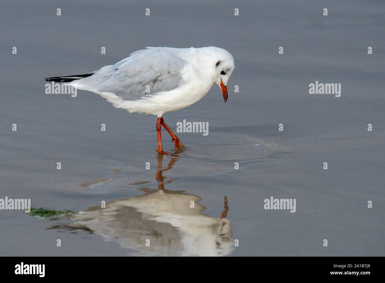 Lachmöwe (Larus ridibundus Chroicocephalus/ridibundus) Erwachsene im Winter Gefieder futtersuche am Strand zu Fuß paddeln/stampfen mit den Füßen Stockfoto