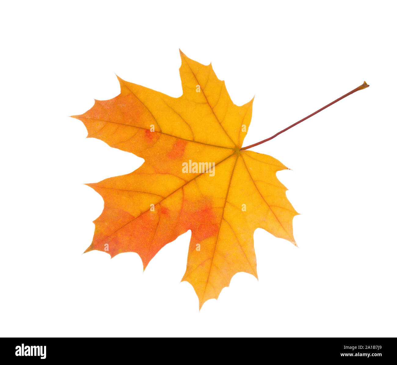 Herbst orange Maple Leaf auf weißem Hintergrund. Stockfoto