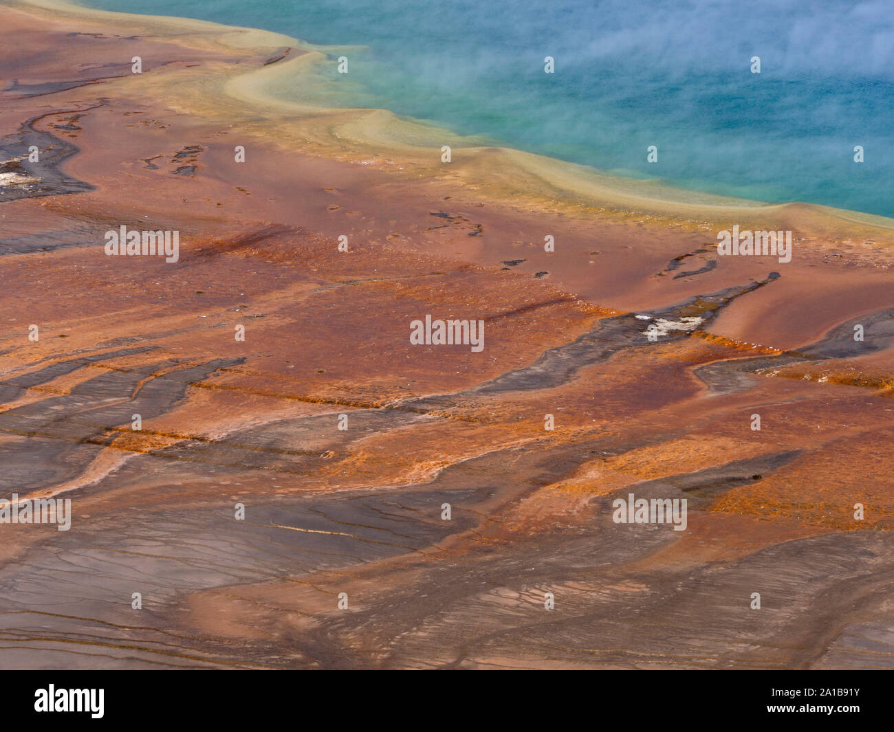 Close-up von Dampf stieg von Grand Prismatic Spring, Midway Geyser Basin, Yellowstone National Park, Wyoming, USA Stockfoto