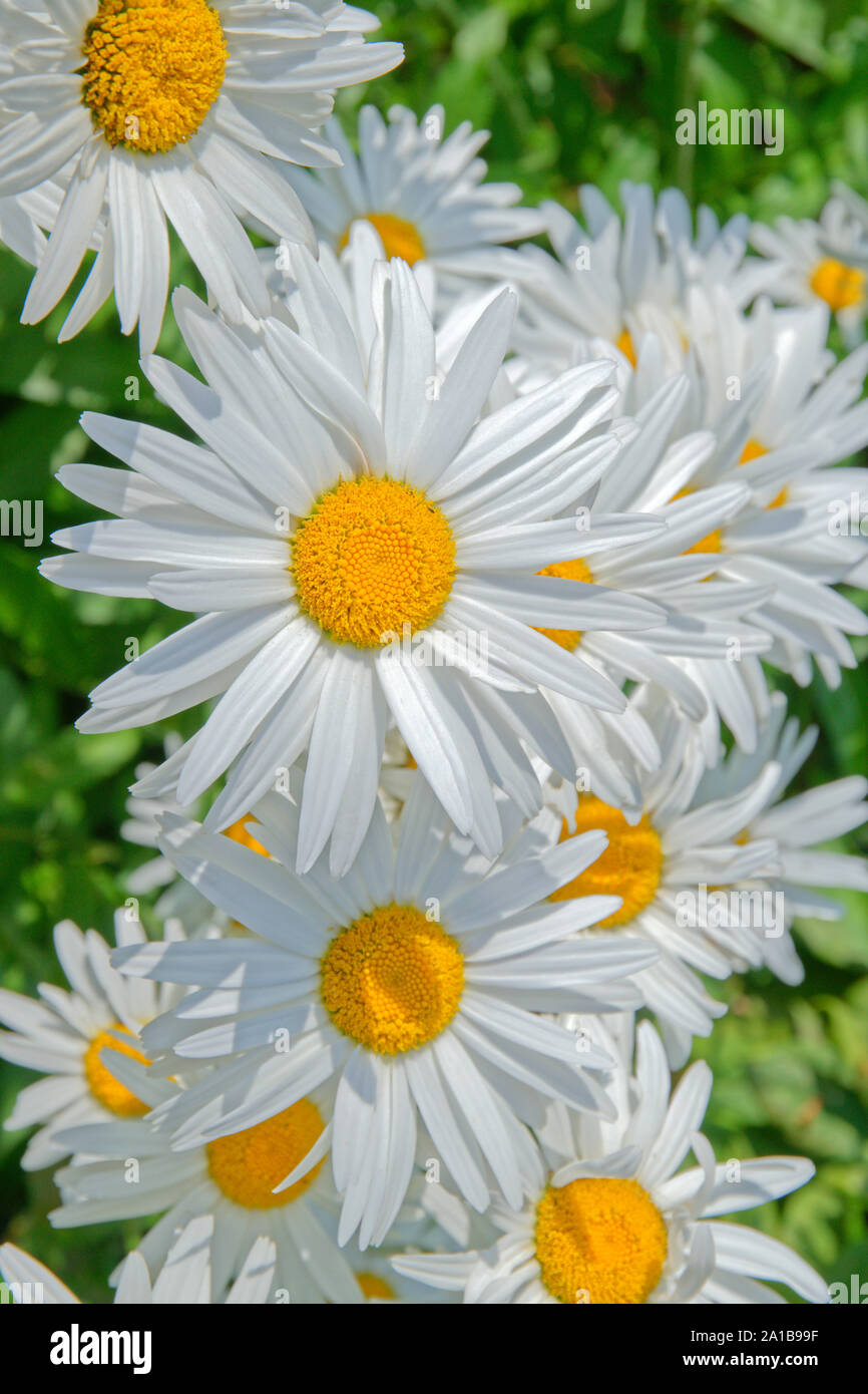 Weiß Aster Blumen, möglicherweise die Alpine Aster, Aster Alpinus. Stockfoto