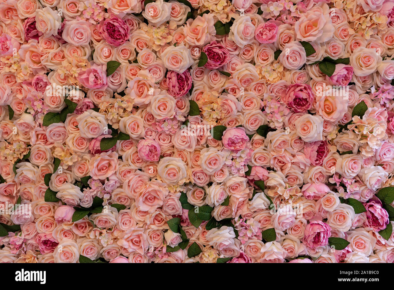 Wand aus Rosen. Stockfoto