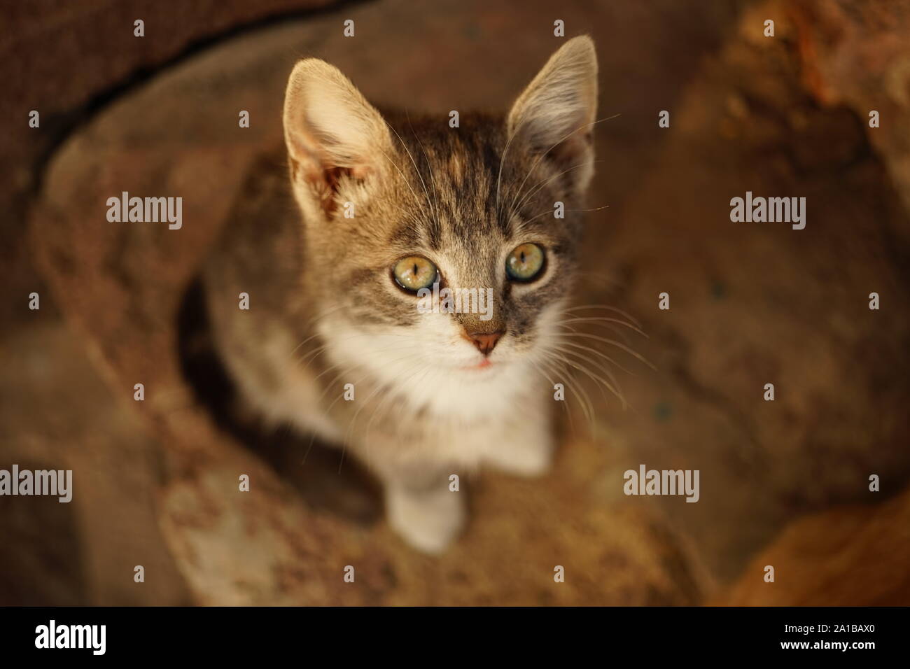 Grau weiße Katze Portrait von Oben nach Unten Stockfoto