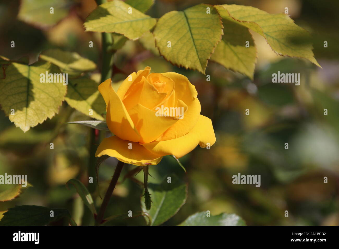 Eine beautifu gelbe Rose im Frühjahr Stockfoto