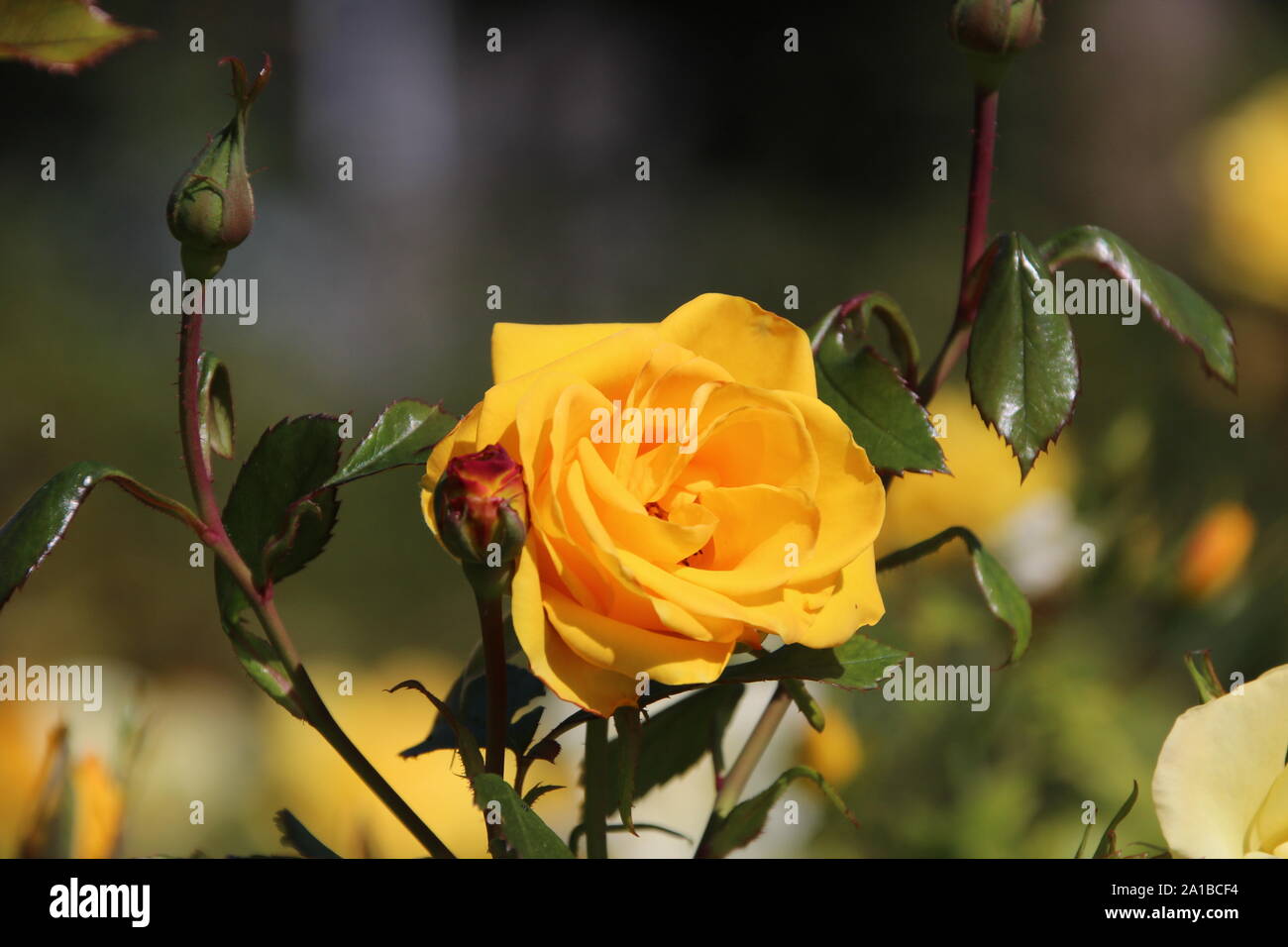 Eine beautifu gelbe Rose im Frühjahr Stockfoto